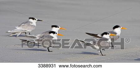 Lesser Crested Terns (Sterna bengalensis), side view View Large Photo Image Stock Image - Lesser Crested Terns (Sterna bengalensis), side view . Fotosearch