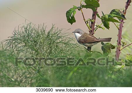 Stock Image - Lesser Whitethroat (Sylvia curruca) sitting on rubus plant, side view . Fotosearch