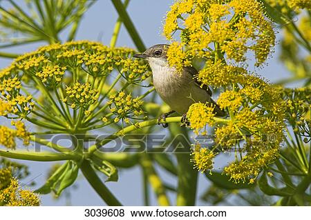 Stock Photo - Lesser Whitethroat (Sylvia curruca) sitting amidst yellow blossoms . Fotosearch