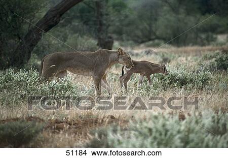 Lioness (Panthera leo) walking with gazelle in forest View Large Photo Image Picture - Lioness (Panthera leo) walking with gazelle in forest . Fotosearch