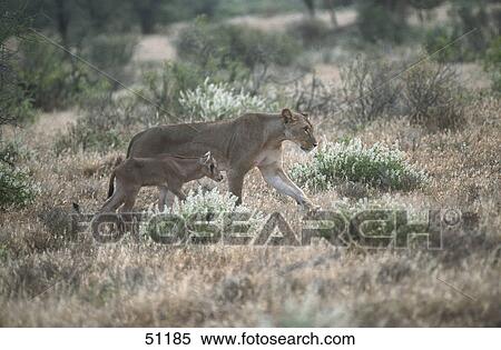 Lioness (Panthera leo) walking with gazelle in forest View Large Photo Image Stock Photography - Lioness (Panthera leo) walking with gazelle in forest . Fotosearch