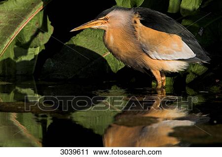 Stock Image - Little Bittern (Ixobrychus minutus) standing in the water, side view . Fotosearch