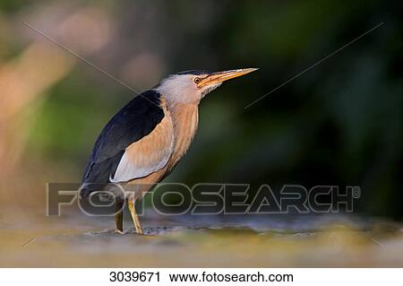 Stock Image - Little Bittern (Ixobrychus minutus) standing on bank, side view . Fotosearch