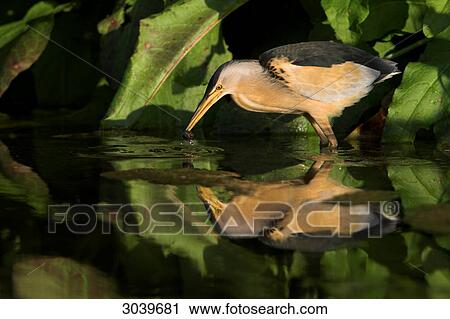 Stock Image - Little Bittern (Ixobrychus minutus) standing in the water with prey, side view . Fotosearch