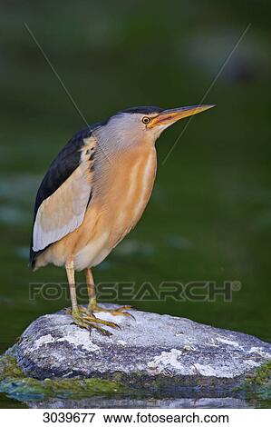 Little Bittern (Ixobrychus minutus) standing on rock in the water, side view View Large Photo Image Stock Photo - Little Bittern (Ixobrychus minutus) standing on rock in the water, side view . Fotosearch