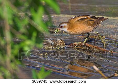 Little Crake (Porzana parva) on marsh searching for food, side view View Large Photo Image Stock Photography - Little Crake (Porzana parva) on marsh searching for food, side view . Fotosearch