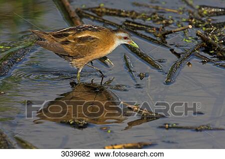 Little Crake (Porzana parva) standing in shallow water, side view View Large Photo Image Stock Image - Little Crake (Porzana parva) standing in shallow water, side view . Fotosearch