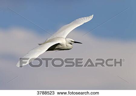 Stock Image - Little Egret (Egretta garzetta) flying . Fotosearch