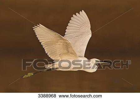 Little egret (Egretta garzetta) flying, side view View Large Photo Image Stock Photo - Little egret (Egretta garzetta) flying, side view . Fotosearch
