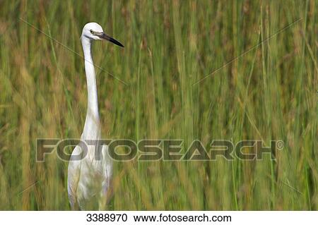 Little egret (Egretta garzetta) in grass View Large Photo Image Stock Image - Little egret (Egretta garzetta) in grass . Fotosearch