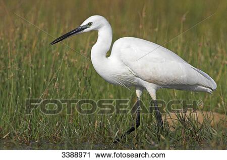 Little egret (Egretta garzetta) in grass, side view View Large Photo Image Stock Image - Little egret (Egretta garzetta) in grass, side view . Fotosearch