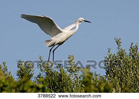 Stock Image - Little Egret (Egretta garzetta) flapping . Fotosearch