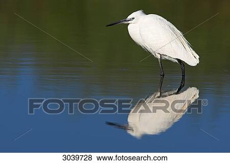 Little Egret (Egretta garzetta) standing in water, side view View Large Photo Image Stock Photo - Little Egret (Egretta garzetta) standing in water, side view . Fotosearch