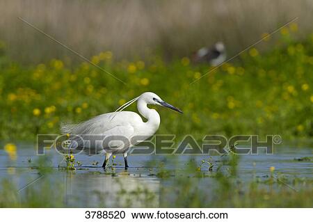 Little Egret (Egretta garzetta) wading in water View Large Photo Image Stock Image - Little Egret (Egretta garzetta) wading in water . Fotosearch