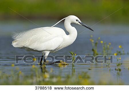 Little Egret (Egretta garzetta) wading in water View Large Photo Image Stock Photo - Little Egret (Egretta garzetta) wading in water . Fotosearch
