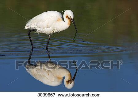 Little Egret (Egretta garzetta) with aquatic plant in the beak, side view View Large Photo Image Stock Photo - Little Egret (Egretta garzetta) with aquatic plant in the beak, side view . Fotosearch