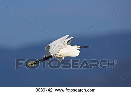 Little Egret flying (Egretta garzetta), side view View Large Photo Image Stock Image - Little Egret flying (Egretta garzetta), side view . Fotosearch