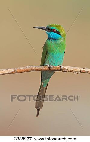 Little Green Bee-eater (Merops orientalis) sitting on a twig View Large Photo Image Stock Photo - Little Green Bee-eater (Merops orientalis) sitting on a twig . Fotosearch