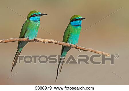 Little Green Bee-eaters (Merops orientalis) sitting on a twig View Large Photo Image Stock Photo - Little Green Bee-eaters (Merops orientalis) sitting on a twig . Fotosearch