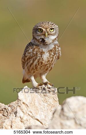 Picture - Little Owl, Athene noctua . Fotosearch