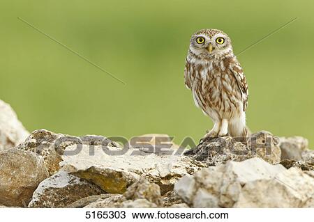 Little Owl, Athene noctua View Large Photo Image Stock Image - Little Owl, Athene noctua . Fotosearch