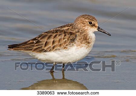 Stock Image - Little Stint (Calidris minuta) standing in the water, close-up . Fotosearch