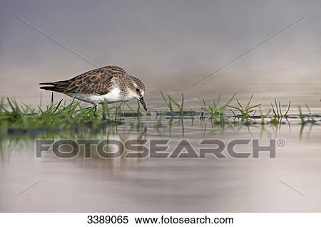 Little Stint (Calidris minuta) standing in shallow water, side view View Large Photo Image Stock Photography - Little Stint (Calidris minuta) standing in shallow water, side view . Fotosearch