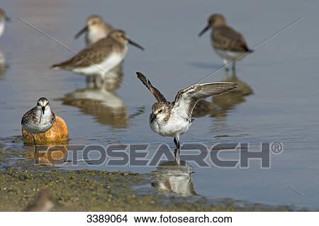 Little Stints (Calidris minuta) on the waterfront View Large Photo Image Picture - Little Stints (Calidris minuta) on the waterfront . Fotosearch