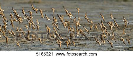 Little Stints, Calidris minuta View Large Photo Image Stock Image - Little Stints, Calidris minuta . Fotosearch