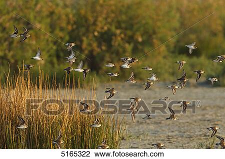 Little Stints, Calidris minuta View Large Photo Image Stock Image - Little Stints, Calidris minuta . Fotosearch
