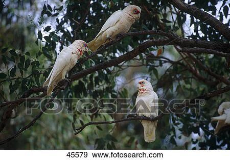 Stock Photo - Long-billed Corella (Cacatua tenuirostris) parrots perching on tree, Sydney, New South Wales, Australia . Fotosearch