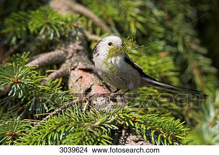 Long-tailed Tit (Aegithalos caudatus) sitting on conifer with moss in the beak View Large Photo Image Picture - Long-tailed Tit (Aegithalos caudatus) sitting on conifer with moss in the beak . Fotosearch