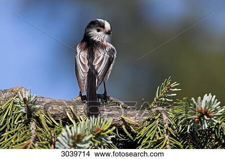 Long-tailed Tit (Aegithalos caudatus) sitting on branch of conifer, rear view View Large Photo Image Picture - Long-tailed Tit (Aegithalos caudatus) sitting on branch of conifer, rear view . Fotosearch