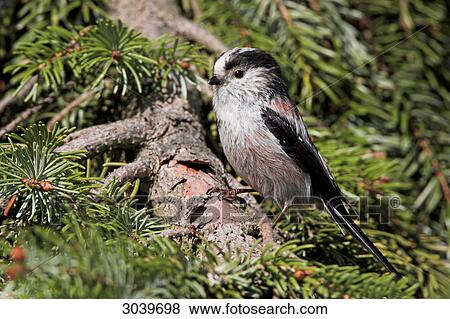 Long-tailed Tit (Aegithalos caudatus) sitting on conifer, side view View Large Photo Image Stock Photo - Long-tailed Tit (Aegithalos caudatus) sitting on conifer, side view . Fotosearch