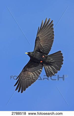 Low angle view of Alpine Chough (Pyrrhocorax graculus) in flight View Large Photo Image Stock Photo - Low angle view of Alpine Chough (Pyrrhocorax graculus) in flight . Fotosearch