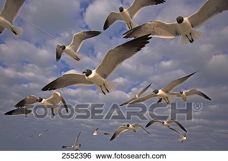 Stock Photograph - Low angle view of flock of Laughing Gulls (Leucophaeus atricilla) in flight . Fotosearch