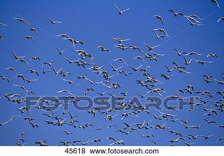 Low angle view of flock of Sulphur-Crested Cockatoo (Cacatua galerita) birds in flight, Australia View Large Photo Image Stock Photo - Low angle view of flock of Sulphur-Crested Cockatoo (Cacatua galerita) birds in flight, Australia . Fotosearch