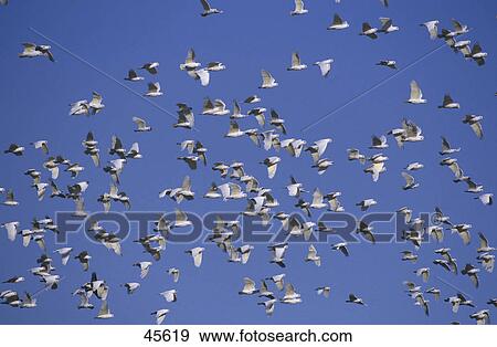 Stock Photo - Low angle view of flock of Sulphur-Crested Cockatoo (Cacatua galerita) birds in flight, Australia . Fotosearch