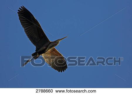 Stock Image - Low angle view of heron in flight . Fotosearch