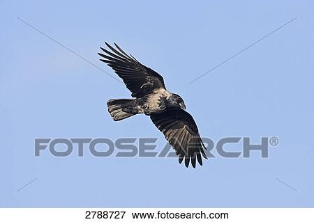 Low angle view of Hooded crow (Corvus cornix) in flight View Large Photo Image Stock Photo - Low angle view of Hooded crow (Corvus cornix) in flight . Fotosearch