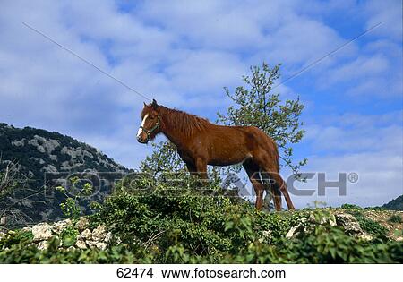 Low angle view of horse standing on mountain, Valldemossa, Majorca, Balearic Islands, Spain View Large Photo Image Picture - Low angle view of horse standing on mountain, Valldemossa, Majorca, Balearic Islands, Spain . Fotosearch