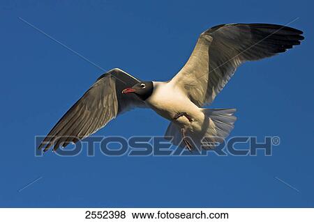 Stock Photo - Low angle view of Laughing Gull (Leucophaeus atricilla) in flight . Fotosearch