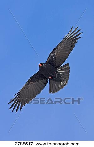 Stock Photo - Low angle view of Red-billed Chough (Pyrrhocorax pyrrhocorax) in flight . Fotosearch