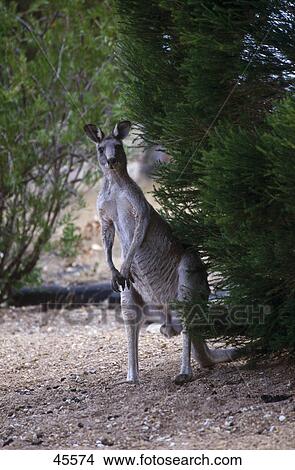 Male Eastern Grey Kangaroo (Macropus giganteus) behind tree, Australia View Large Photo Image Picture - Male Eastern Grey Kangaroo (Macropus giganteus) behind tree, Australia . Fotosearch