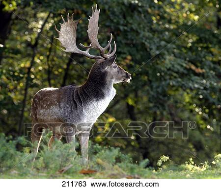 Stock Image - Male Fallow Deer (Dama dama) standing in forest, Germany . Fotosearch