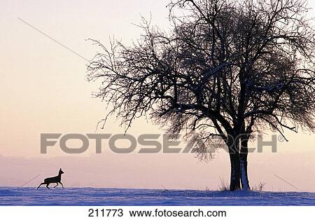 Stock Image - Male Roe Deer (Capreolus capreolus) running in field, Germany . Fotosearch
