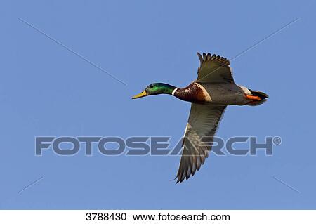 Mallard (Anas platyrhynchos) flying View Large Photo Image Stock Image - Mallard (Anas platyrhynchos) flying . Fotosearch