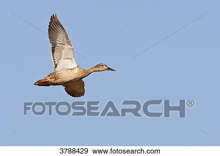Mallard (Anas platyrhynchos) flying View Large Photo Image Stock Photo - Mallard (Anas platyrhynchos) flying . Fotosearch