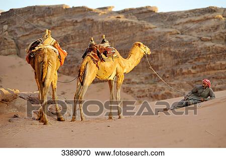 Man with two camels, Wadi Rum, Jordan, Asia View Large Photo Image Stock Image - Man with two camels, Wadi Rum, Jordan, Asia . Fotosearch