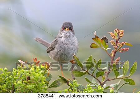 Marmora's Warbler (Sylvia sarda) perching on branch View Large Photo Image Stock Image - Marmora's Warbler (Sylvia sarda) perching on branch . Fotosearch
